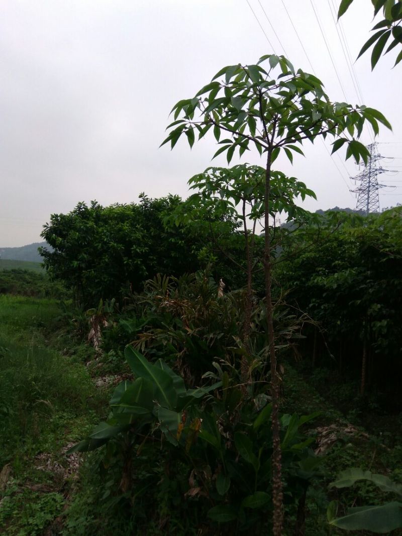 木棉12~14cm3.5~4m