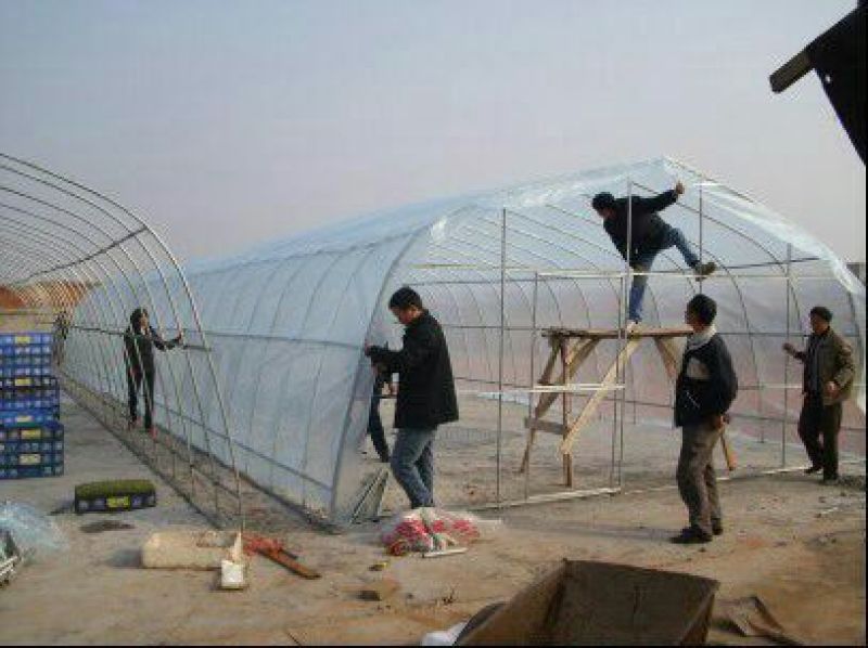 皖西白鹅苗250g以上