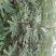 布兰瑞克无花果苗，1一3年生树苗，诚信为本。