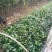 【自产自销】茶花苗茶花树苗山茶花苗绿化盆栽茶花【包邮】