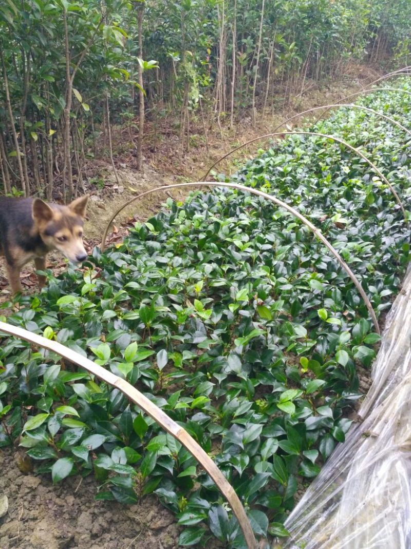 【自产自销】茶花苗茶花树苗山茶花苗绿化盆栽茶花【包邮】