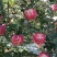 甘肃静宁红富士苹果代办产地直销经纪人