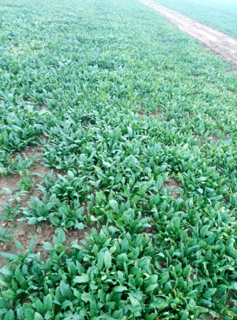 小叶菠菜30~35厘米