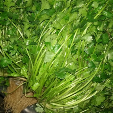 茼蒿5~10cm