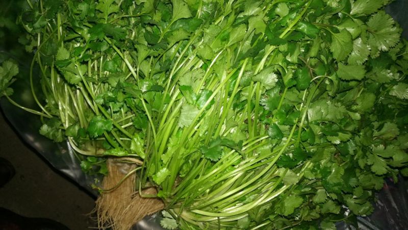 茼蒿5~10cm