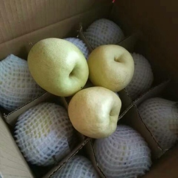 贡梨纸袋