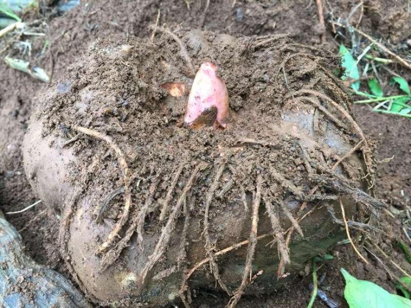 魔芋干
