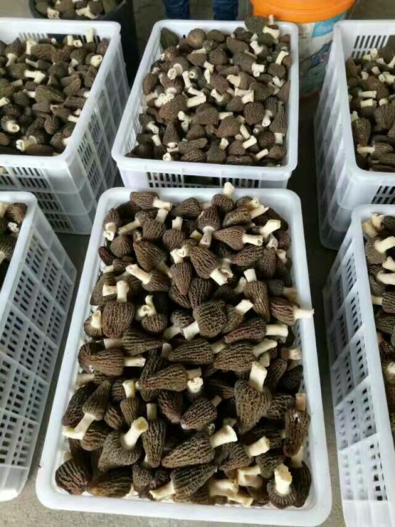 鲜羊肚菌一级品