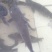 池鲤鱼