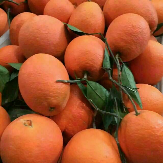 塔罗科血橙湖北宜昌点军区_批发_供应-一亩田