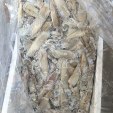繸鳚