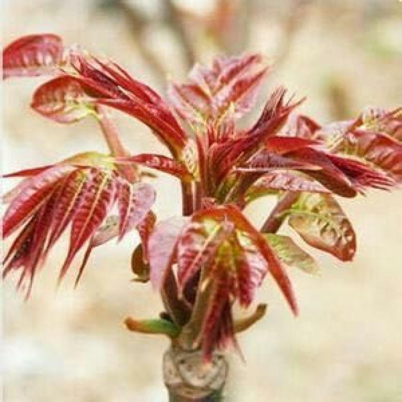 香椿苗，红油香椿树苗、黑油香椿苗，各种规格包正质量