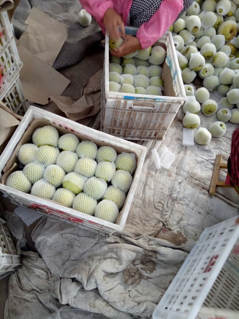 砀山梨光果300~350g