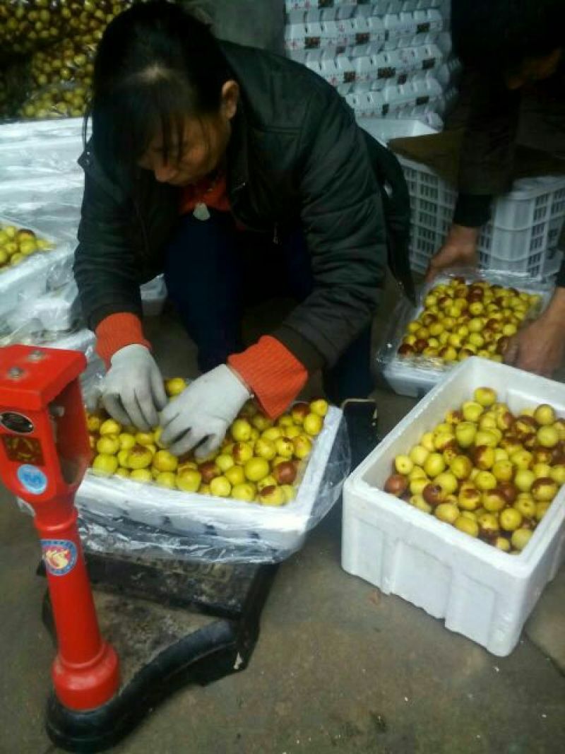 来电首单立减甄选沾化冬枣鲜枣各种规格支持一件代发