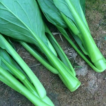 菜苔