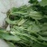 大叶菠菜15~20厘米