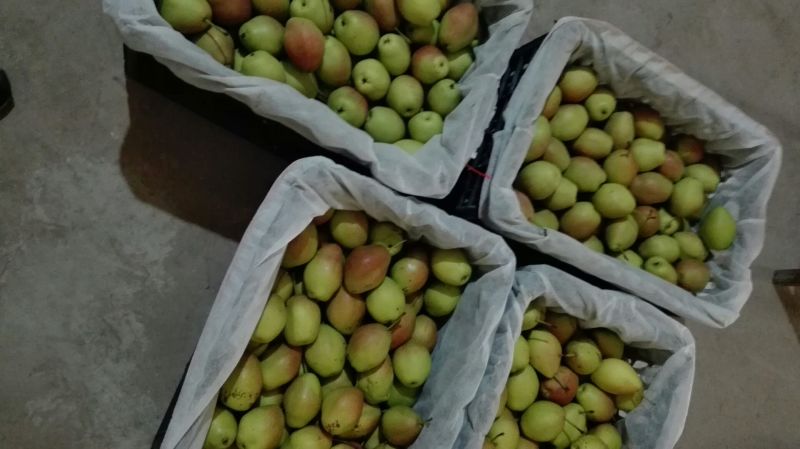 红香酥梨150~200g筐装