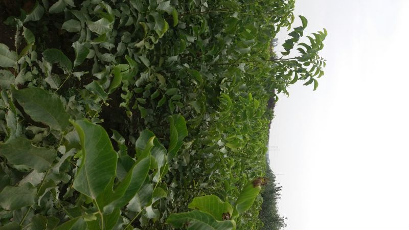 核桃苗二年苗50~100cm