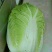 北京三号白菜4~6斤