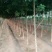 国槐10~12cm8~10cm2~3米
