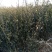 山东优质枸橘树51~80cm规格齐全