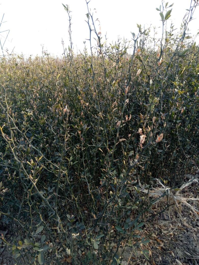 山东优质枸橘树51~80cm规格齐全