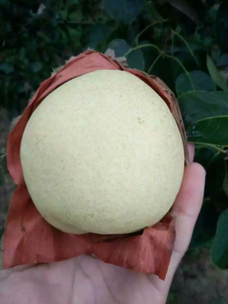 贡梨200~250g纸袋