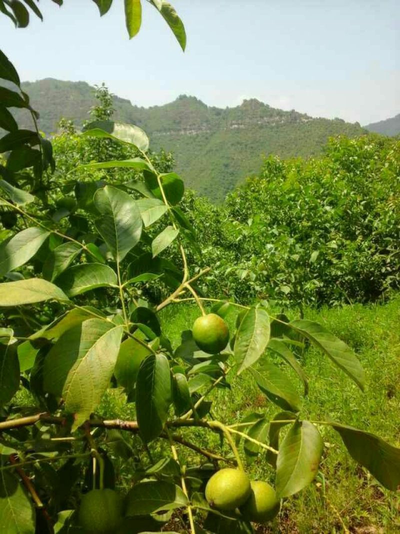 青皮核桃青皮