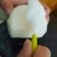 酥梨300~350g纸箱