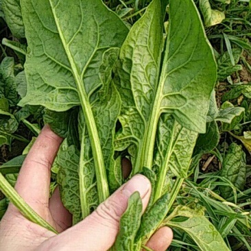 大叶菠菜20~25厘米