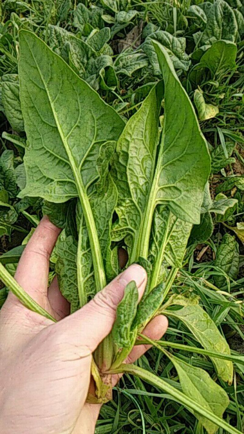 大叶菠菜20~25厘米