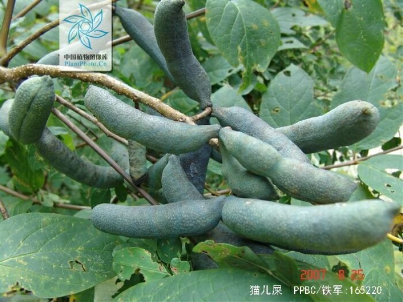 八月瓜60g以下