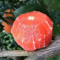 塔罗科血橙苗50~80cm