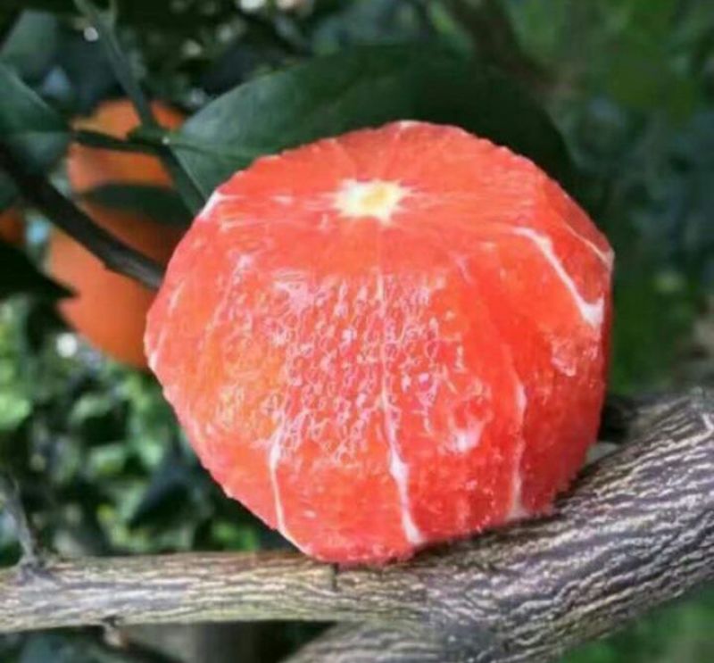 塔罗科血橙苗50~80cm