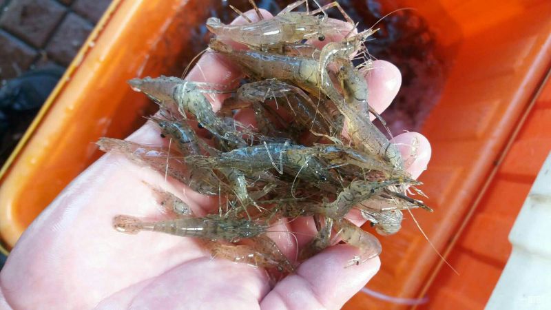 河虾活虾26~30只/kg