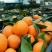 脐橙75~80mm