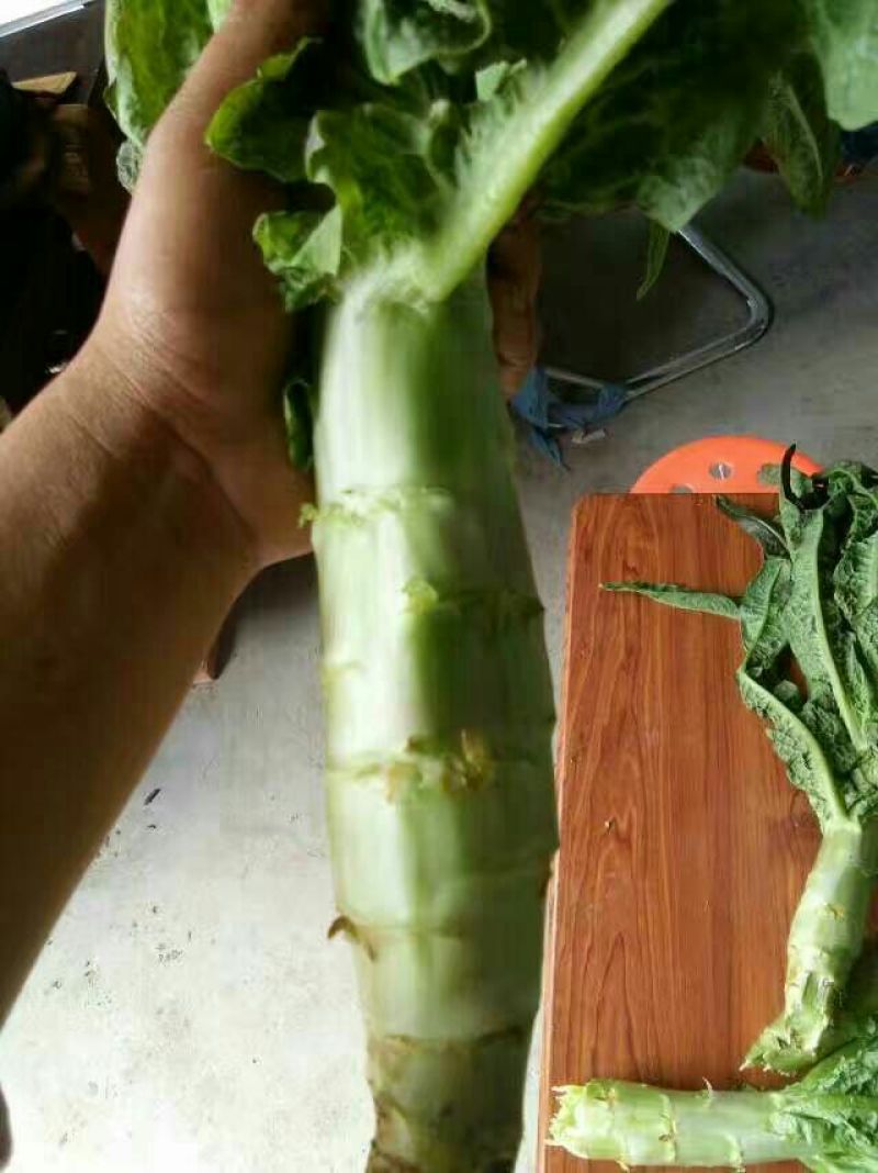 山东精品红尖叶莴苣