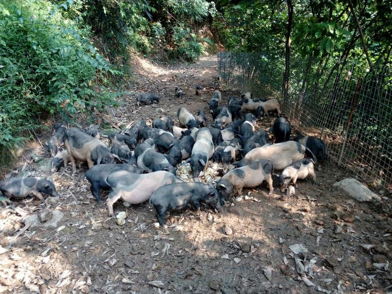 巴马香猪漳浦县南浦乡特色小型猪种开顺家庭农场