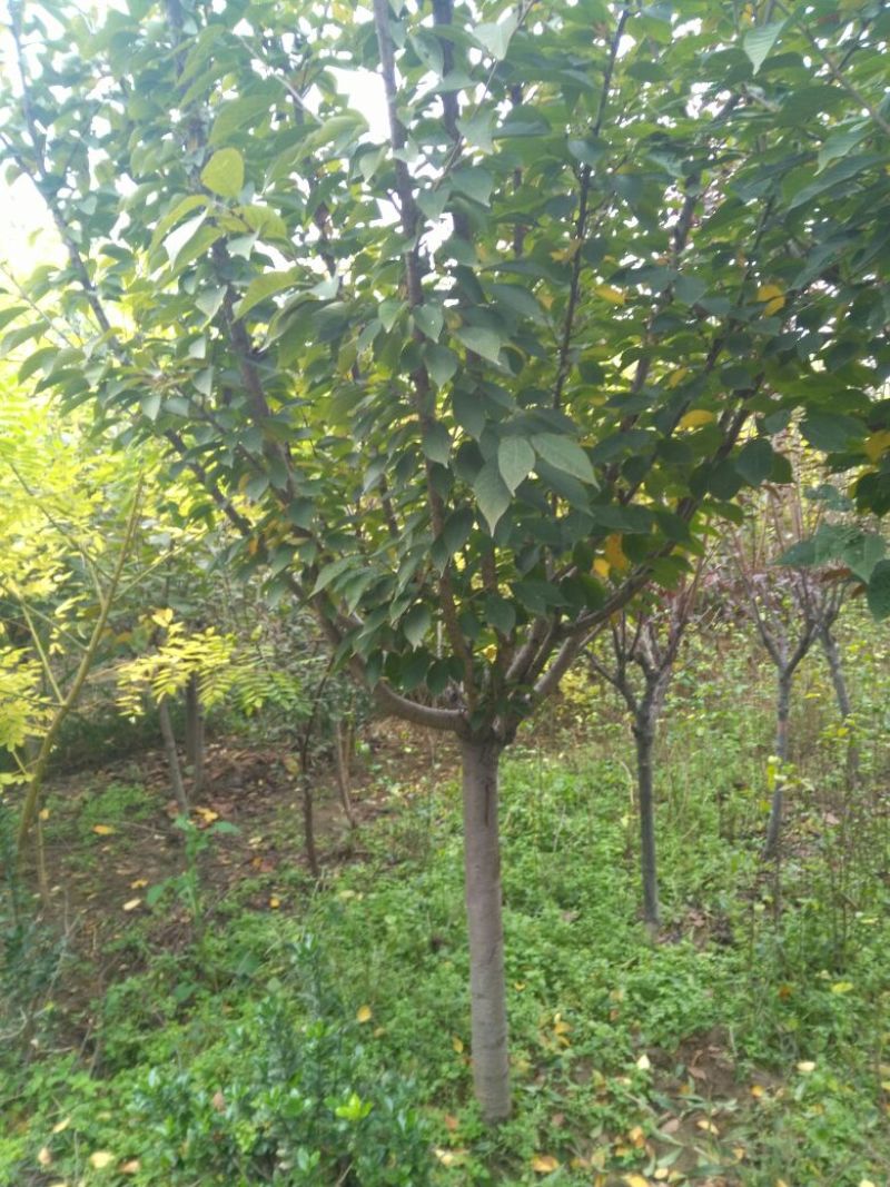 樱花日本晚樱早樱樱花树规格齐全