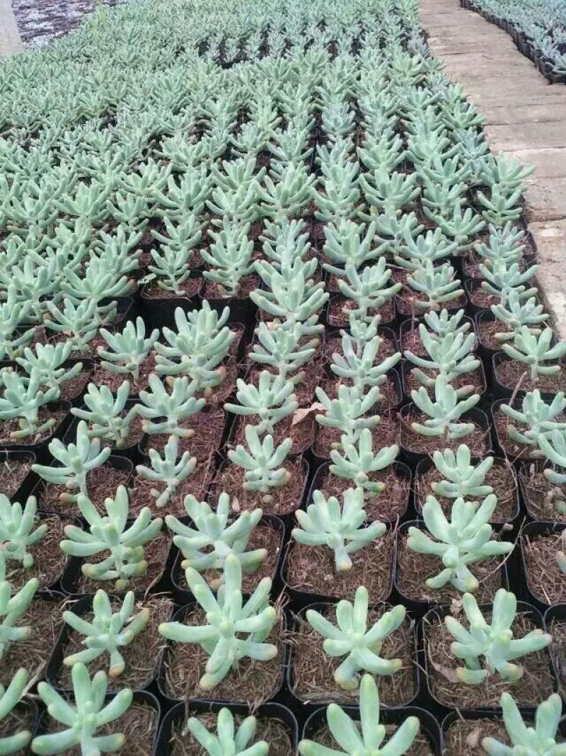多肉植物含盆
