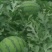 甜王西瓜10斤打底9成熟1茬小吊瓜五月份开始联系