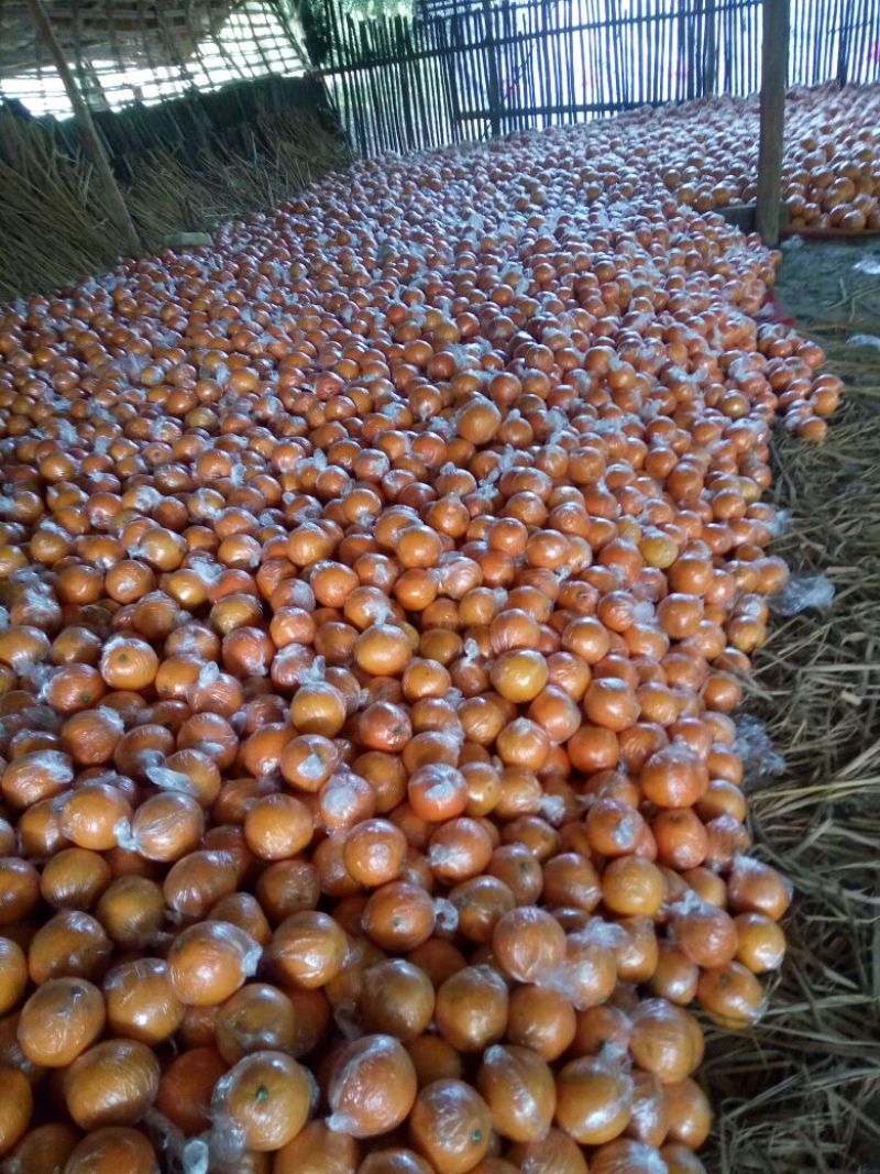 金堂脐橙支持大量收购量多颜色漂亮75~80mm