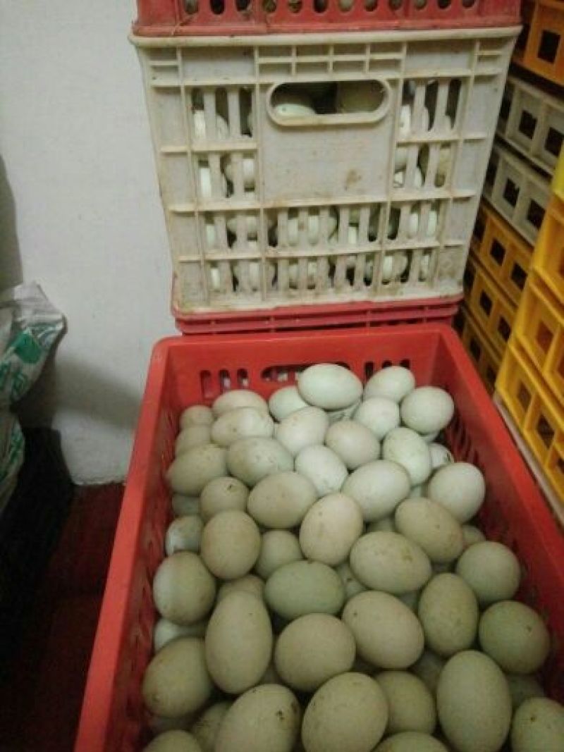 鲜鸭蛋食用