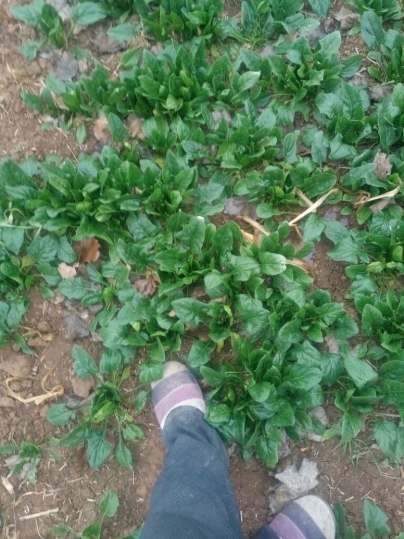 绿神菠菜15~20厘米