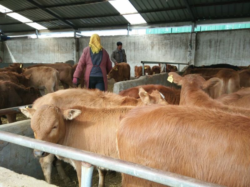黄牛200~300kg