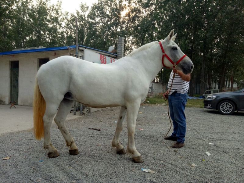 蒙古马300~400kg