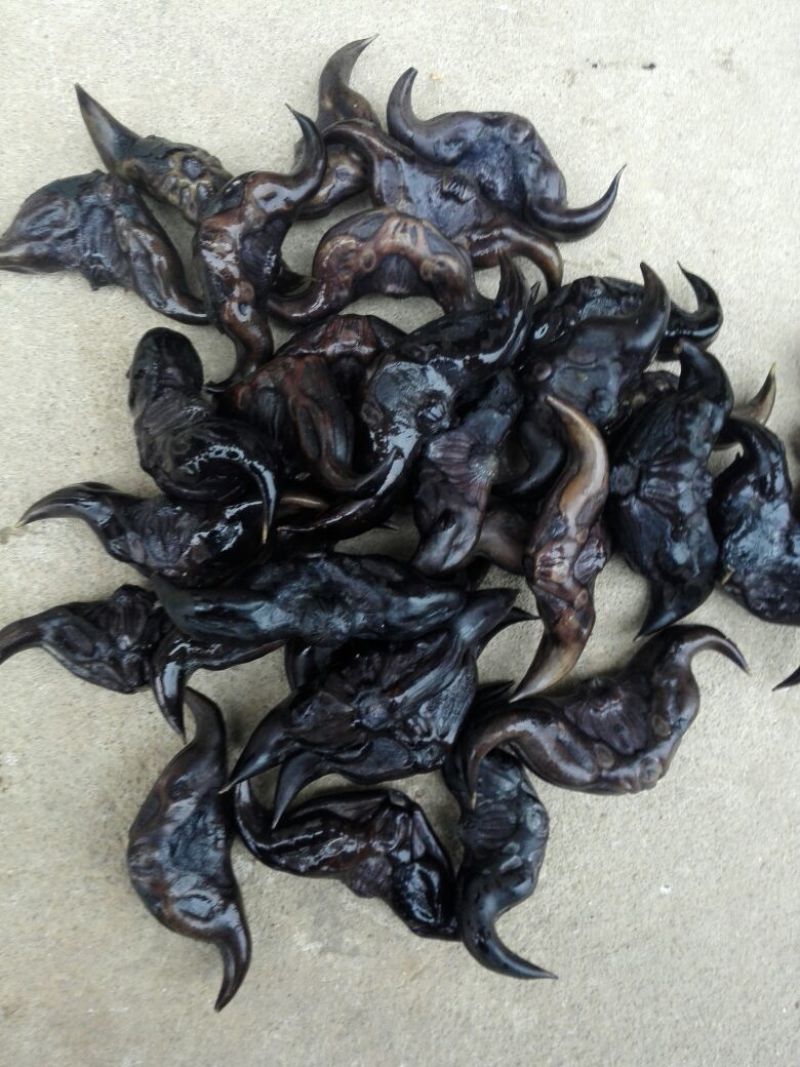 脱皮老菱角家菱产地直销脱皮菱角（菱角种子提前预约）
