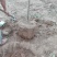 葡萄树30~50cm