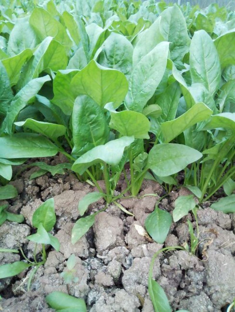全能菠菜20~25厘米