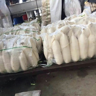 白萝卜1~1.5斤起